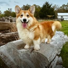 Rio - Pembroke Welsh Corgi