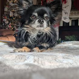 Coal - Chihuahua
