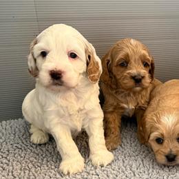 Sesame - Cream male Cockapoo puppy in Roseville, California from Darby Park Doodles