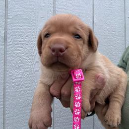 Pink - Yellow female Labrador Retriever puppy in Newton Grove, North Carolina from Wayalife Labradors & Gsp’s