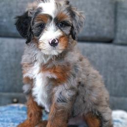 Dillard's - Merle male Bernedoodle puppy in Dundee, Ohio from Down Home Doodle