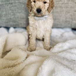 Bernedoodle and Labradoodle Puppies from Royal Doodles