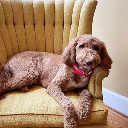 Pearl  - Goldendoodle