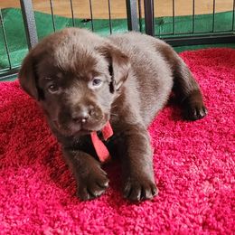 Labrador Retriever Puppies from Lorlyn Labradors