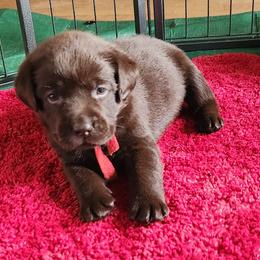 Labrador Retriever Puppies from Lorlyn Labradors