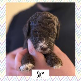 Sky - Phantom male Poodle puppy in Surprise, Arizona from Oh Doodles Doodlery