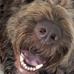 Daisey - Newfypoo