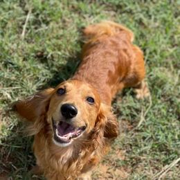 Dachshunds from Good Neighbor Ranch Dachshunds