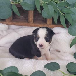 Miniature Australian Shepherd Puppies from Barnyard Mini Aussies