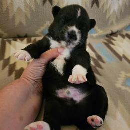 Lamborghini - Black and white male Siberian Husky puppy in Urbana, Ohio from Fairhaven's Siberian Huskies
