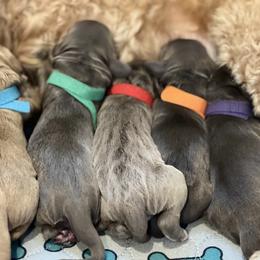 Australian Labradoodle Puppies from Novalie Australian Labradoodles