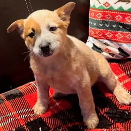 Australian Cattle Dogs and Beagles from McMillan Family Kennels