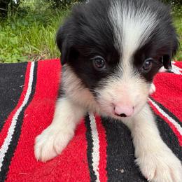Luke - Black and white male Border Collie puppy in Winnsboro, Texas from Pecan Grove Pups