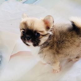 One In A Million. Price 12000( Black Mask ) - Black sabled silver male Chihuahua puppy in Santa Rosa Beach, Florida from Eva's Chihuahua