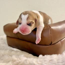 Pebbles - Tan and white female Beagle puppy in Judsonia, Arkansas from Mayberry Acres Beagles and Basset Hounds