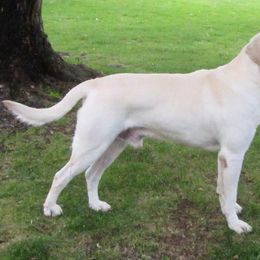 Labrador Retrievers from Mountain Rose Labradors