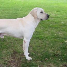 Labrador Retrievers from Mountain Rose Labradors