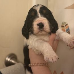 Apalachicola (Cola) - Black white and tan male English Springer Spaniel puppy in Huntingdon, Pennsylvania from Indian Creek Springers and Doxies