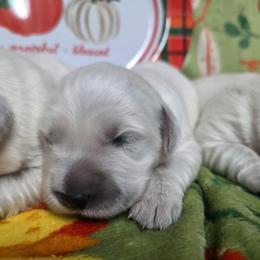 Luna Girl 3 - Light golden female Golden Retriever puppy in Niles, Michigan from Composer Goldens