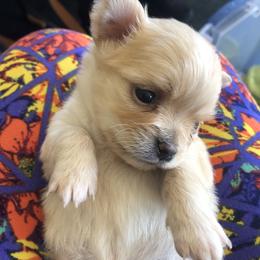 Louise(now Mochi) - Cream and white female Chihuahua puppy in Amelia, Virginia from Pannell’s Precious Pups