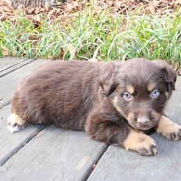 Rosie - Red tri-color female Australian Shepherd puppy in Macon, Georgia from Shaina’s Shepherds