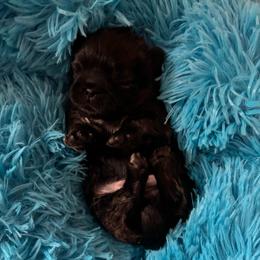 Mocha - Brindle male Shih Tzu puppy in Bluffton, South Carolina from Cuddly Coastal Cuties