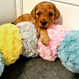 Poodle Puppies from The Victorious Poodle’s