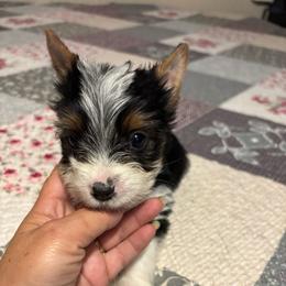 Boy 4 - Parti male Yorkshire Terrier puppy in Estiffanulga, Florida from Halls Tiny Yorkies