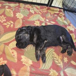 German Shepherd Puppies from Hughes shepherds