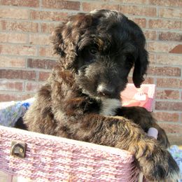 Aussiedoodle, Australian Shepherd, and Poodle Puppies from Kay Kay's Pupper Patch