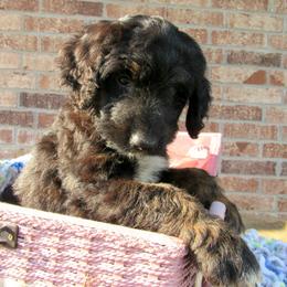 Aussiedoodle, Australian Shepherd, and Poodle Puppies from Kay Kay's Pupper Patch