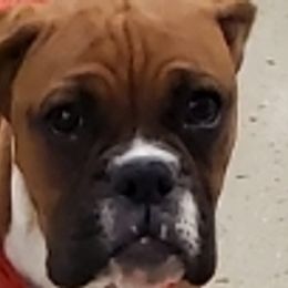 Abby - Boxer