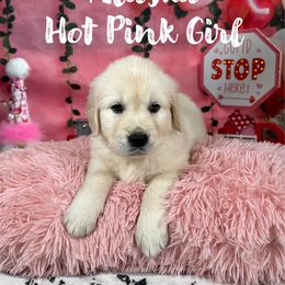 Alaska (Hot Pink Collar) - Golden Retriever puppy from River City Golden Retrievers