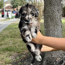 Clark - Merle female Goldendoodle puppy in Humble, Texas from Simply Dane Doodles