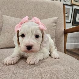Sugar Plum - White female Cavapoo puppy in Fordland, Missouri from K&K's Puppy Kingdom
