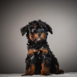 Raven - Black female Schnoodle puppy in Caldwell, Idaho from Boise Doodle Co.