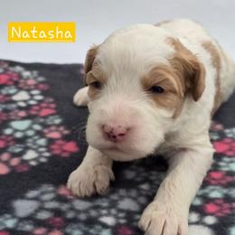 Natasha - Red female Bernedoodle puppy in Neillsville, Wisconsin from Granton Creek