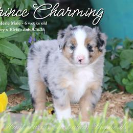 Prince Charming - Blue merle male Miniature Australian Shepherd puppy in Grandfield, Oklahoma from Hunt Farms Australian Shepherds