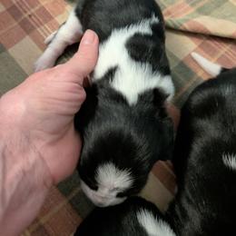 Itzy bitzy - Black white and brown female Basset Hound puppy in Clio, Michigan from Nancy's Basset Hounds