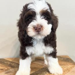 Ranger - Tri-color male Bernedoodle puppy in Horseshoe Bend, Idaho from Over the Moon Poodles and Doodles