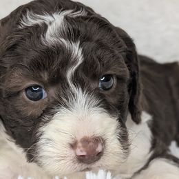Aussiedoodles, Bernedoodles, Cavapoos, Goldendoodles, Poodles, and Sheepadoodles from Southern Utah Doodles & Poodles