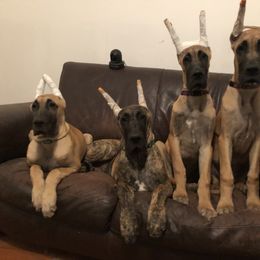 Great Dane Puppies from The Nobledane