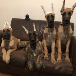Great Dane Puppies from The Nobledane