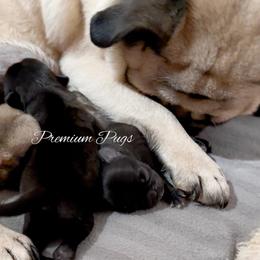 Sawyer - Fawn male Pug puppy in Shady Hills, Florida from Premium Pugs