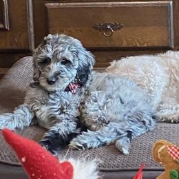 My Fair Lady - Merle female Goldendoodle puppy in Ocala, Florida from Dandy Doodles