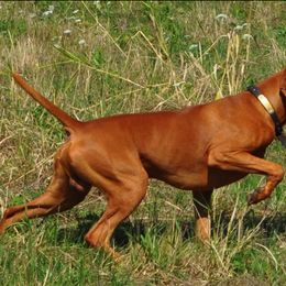 Vizsla All Grown Up from Betty's Vizslas