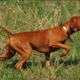 Vizsla All Grown Up from Betty's Vizslas