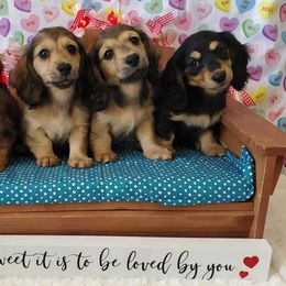 Dachshund Puppies from Blue Mountain Dachshunds