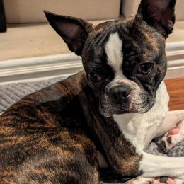 Geoff - Boston Terrier