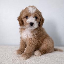 Sable - Red  female Goldendoodle puppy in Stanford, Kentucky from Holloway Goldendoodles